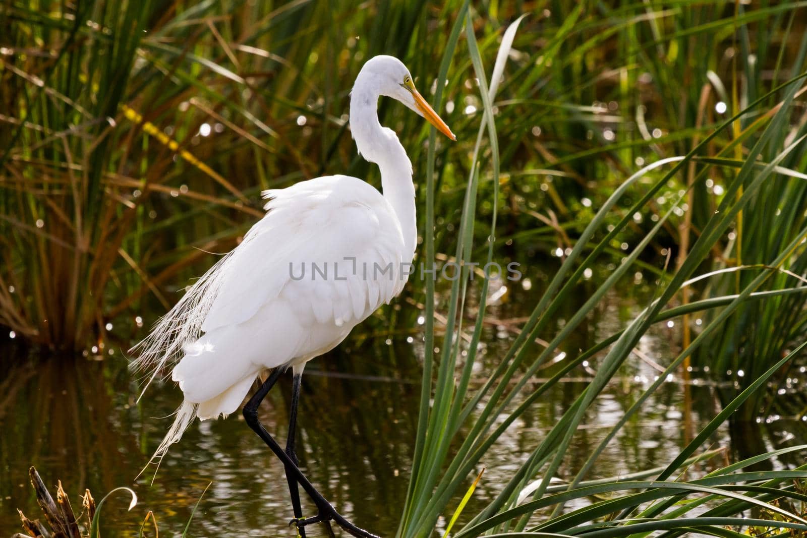 Snowy egret in natural habitat on South Padre Island, TX.