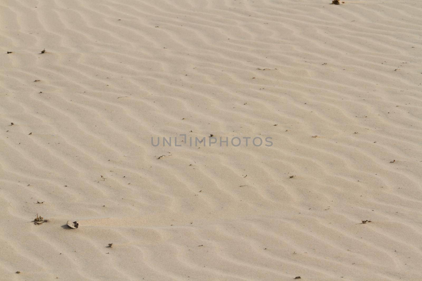 Patterns in the sand on South Padre Island, TX.