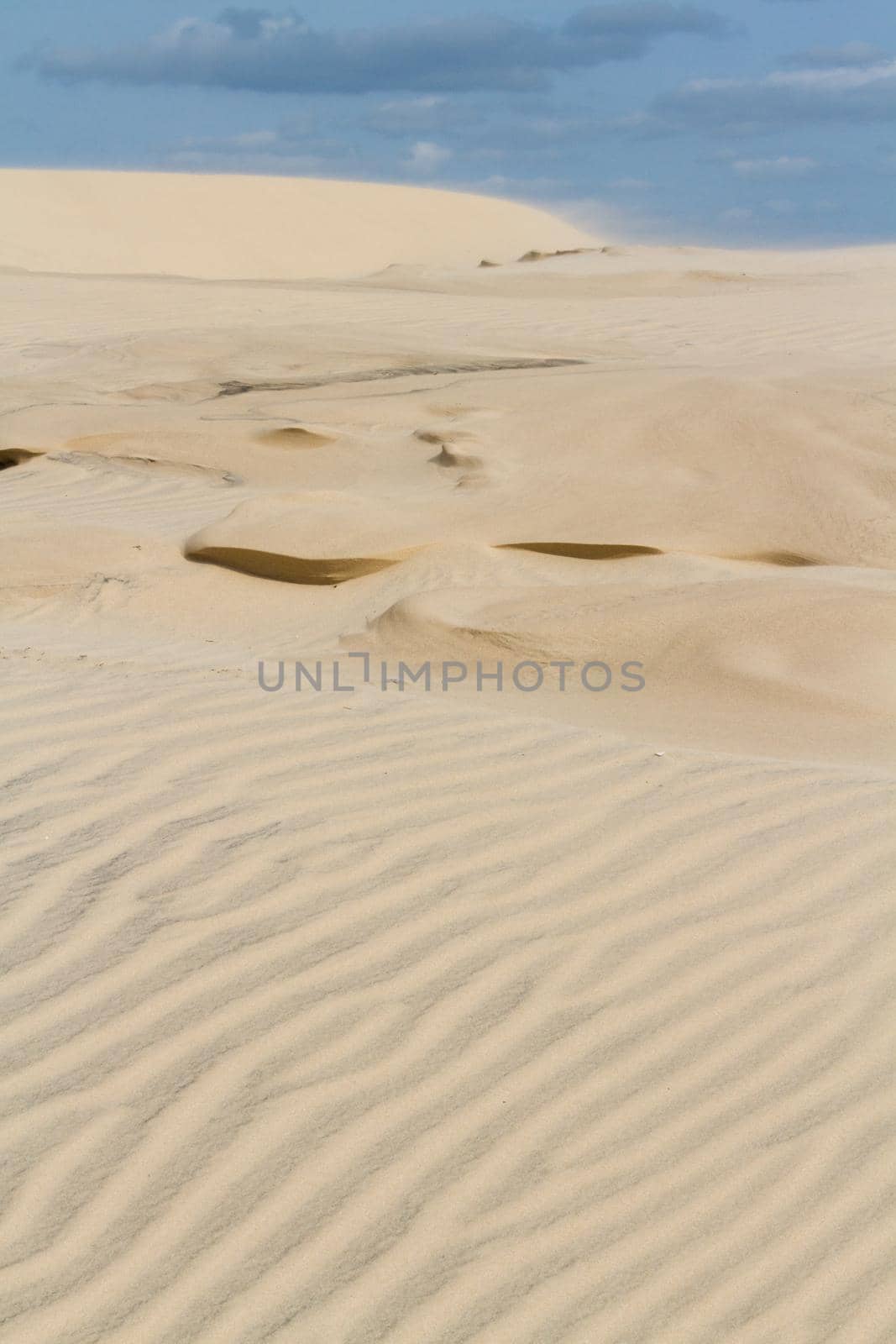 Coastal dunes of South Padre Island, TX.