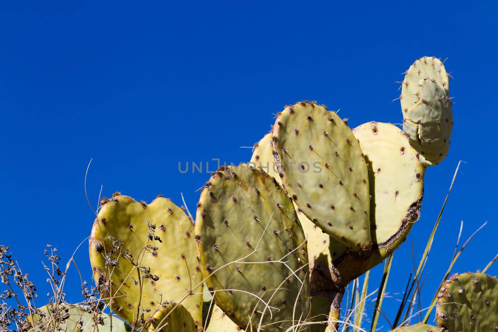 Old large cactus in the desert.