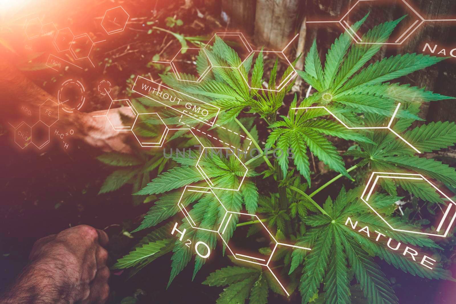 Breeding of new varieties of cannabis. Chemical formulas in plant growing. The chemical composition of hemp. Healthy Plant Formula. Smart farming, using modern technologies in agriculture