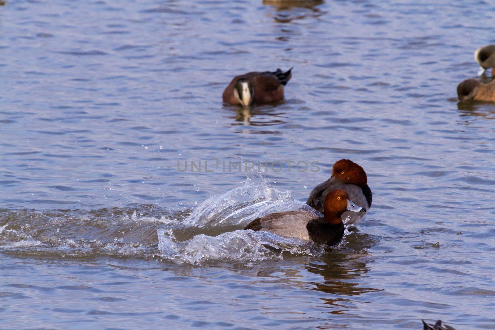 Redhead ducks in natural habitat on South Padre Island, TX.