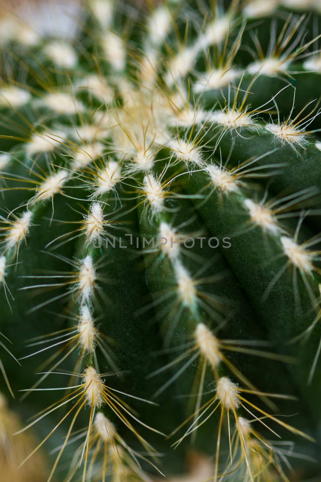 Close up of a small cactus. Most cacti live in habitats subject to at least some drought.