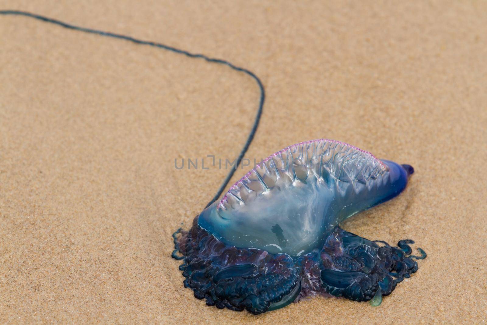Portuguese Man O War Jellyfish on the beach of South padre, TX.