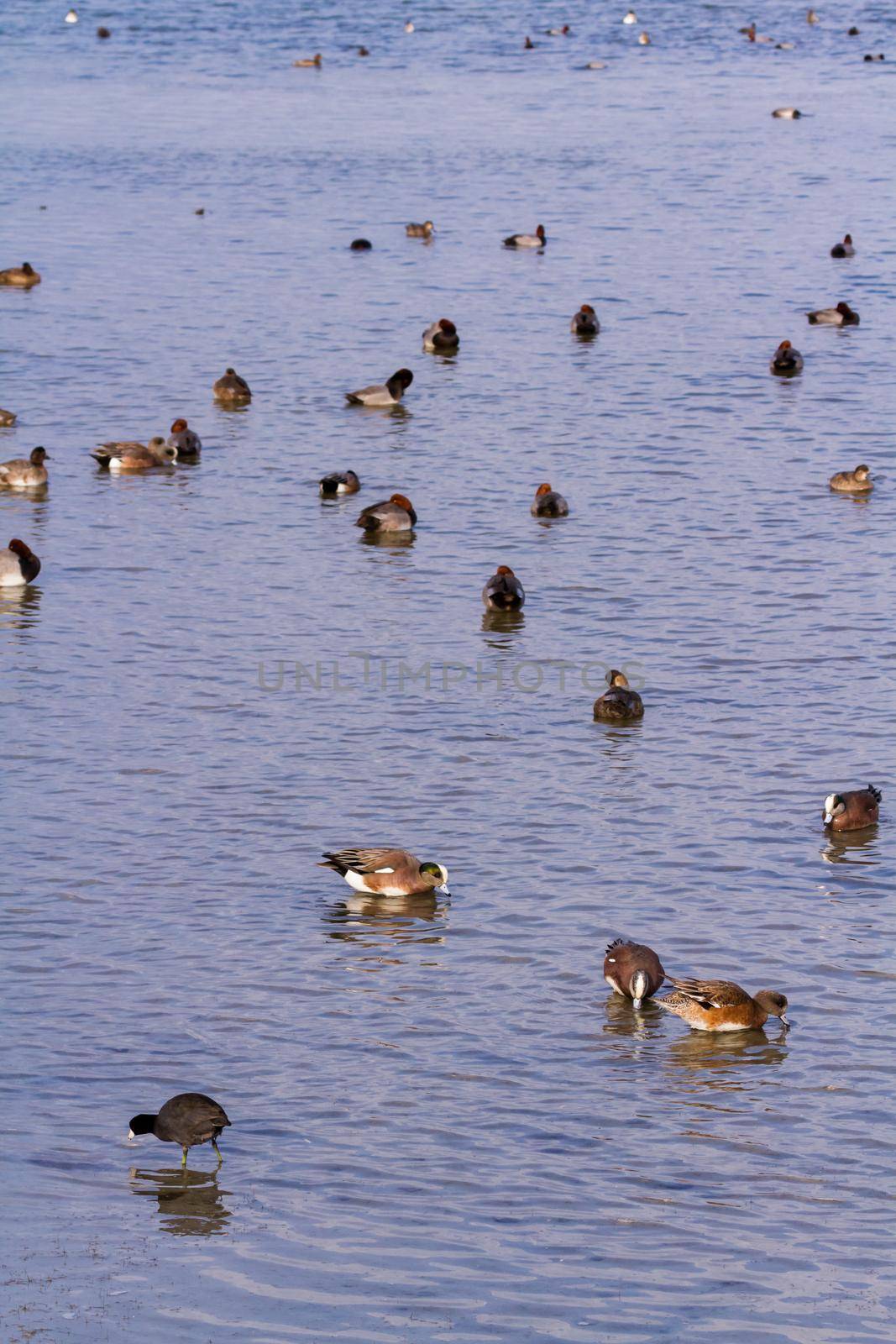Ducks by arinahabich