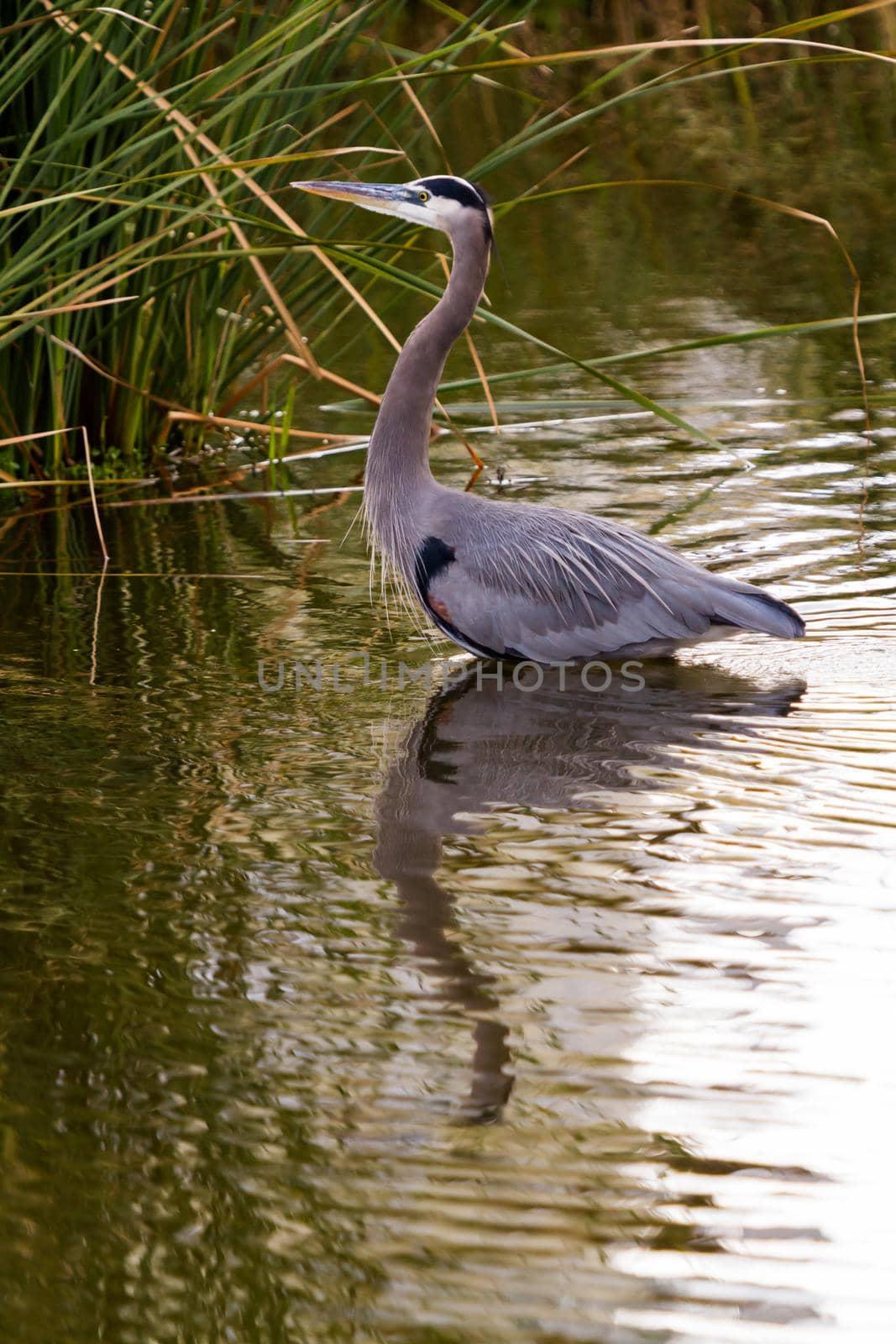 Great blue heron by arinahabich