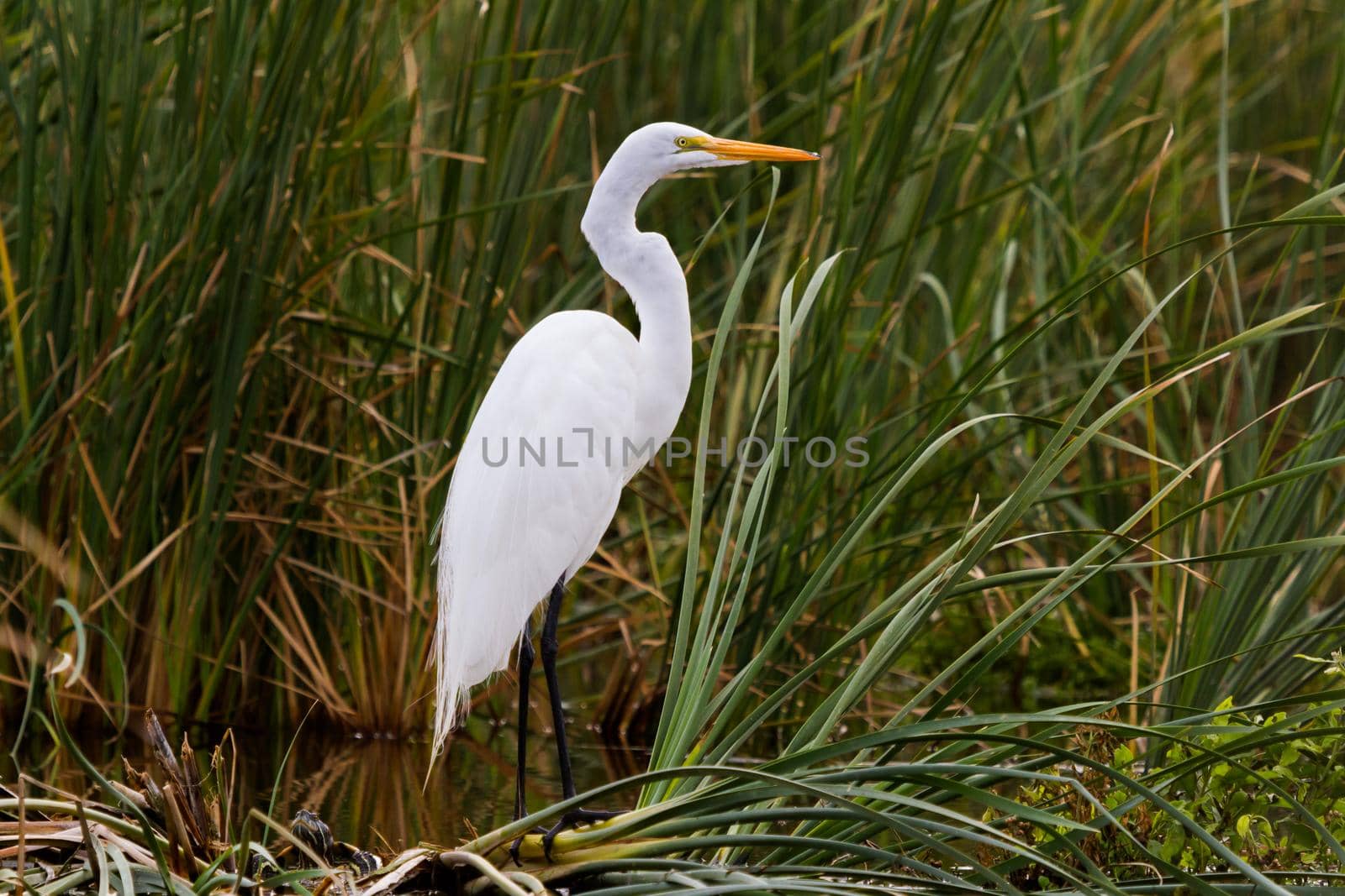 Snowy egret in natural habitat on South Padre Island, TX.