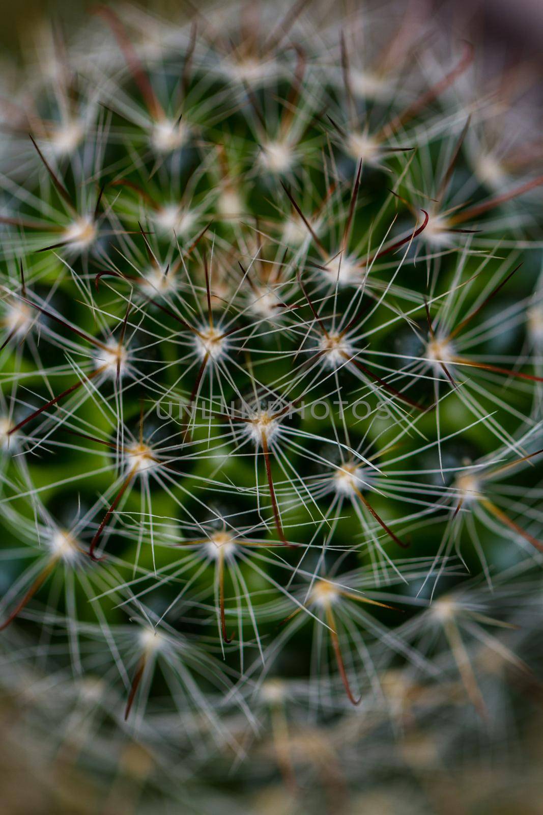 Close up of a small cactus. Most cacti live in habitats subject to at least some drought.