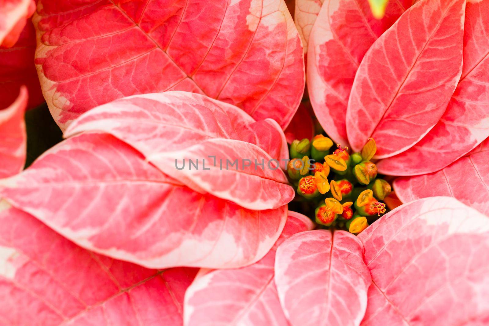 Bright poinsettias for the Christmas/holiday season.