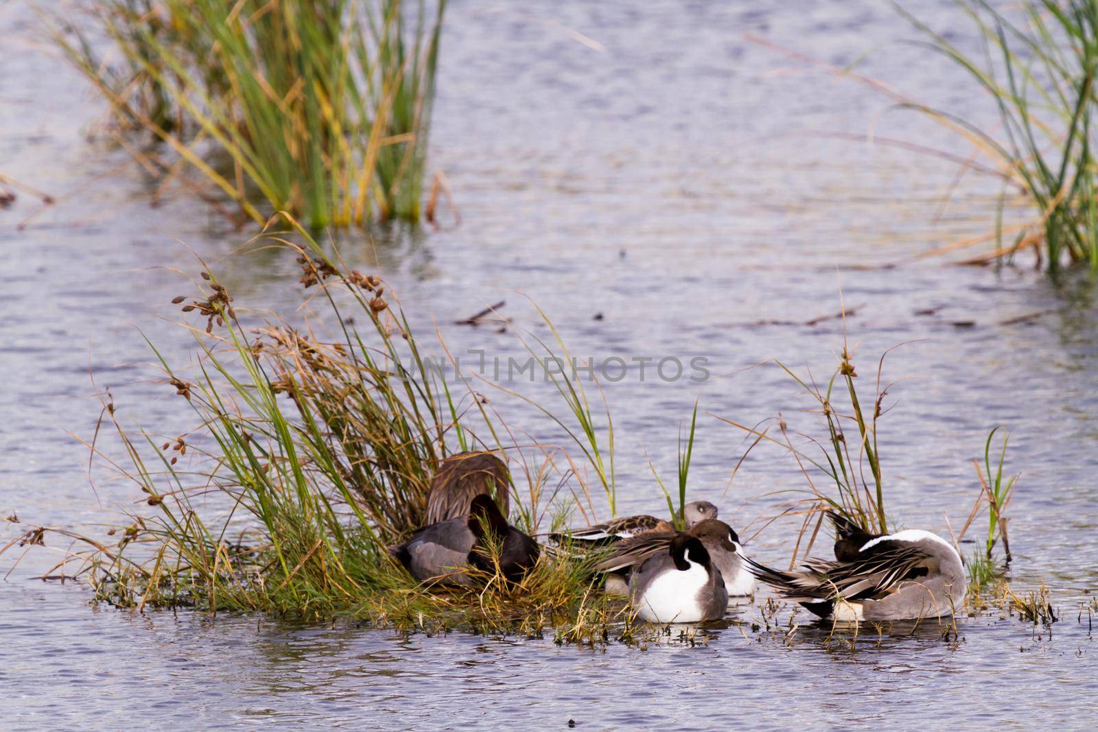 Redhead ducks in natural habitat on South Padre Island, TX.