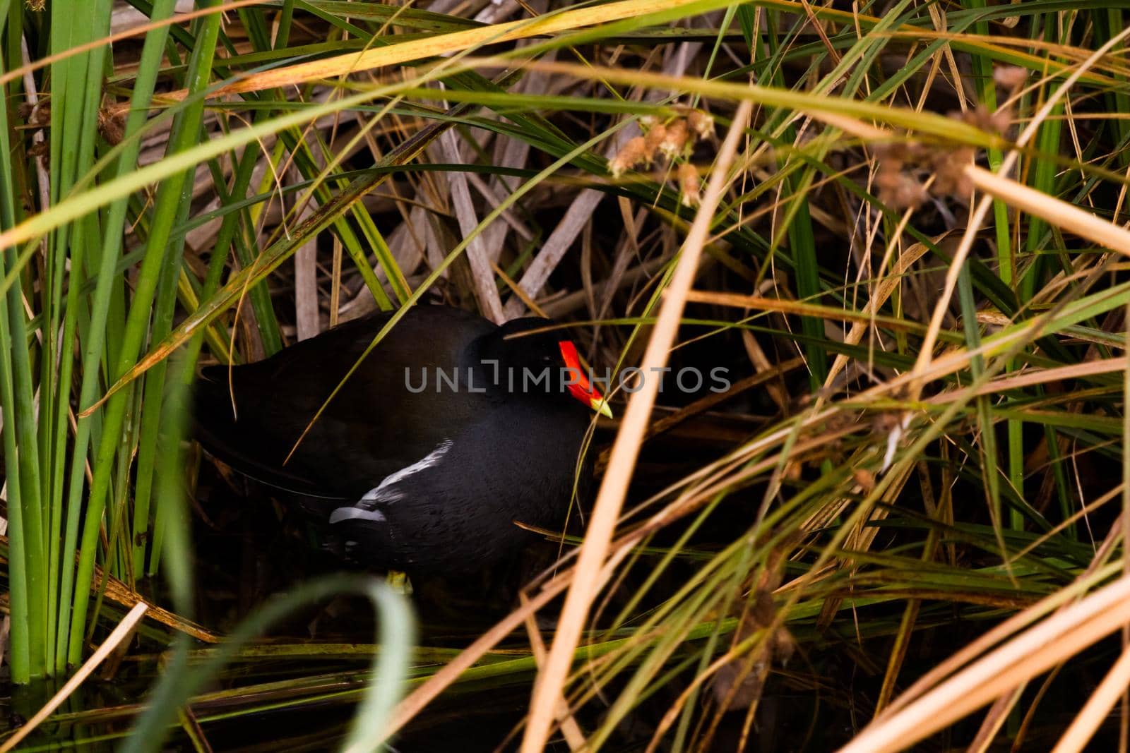 Common moorhen in natural habitat on South Padre Island, TX.