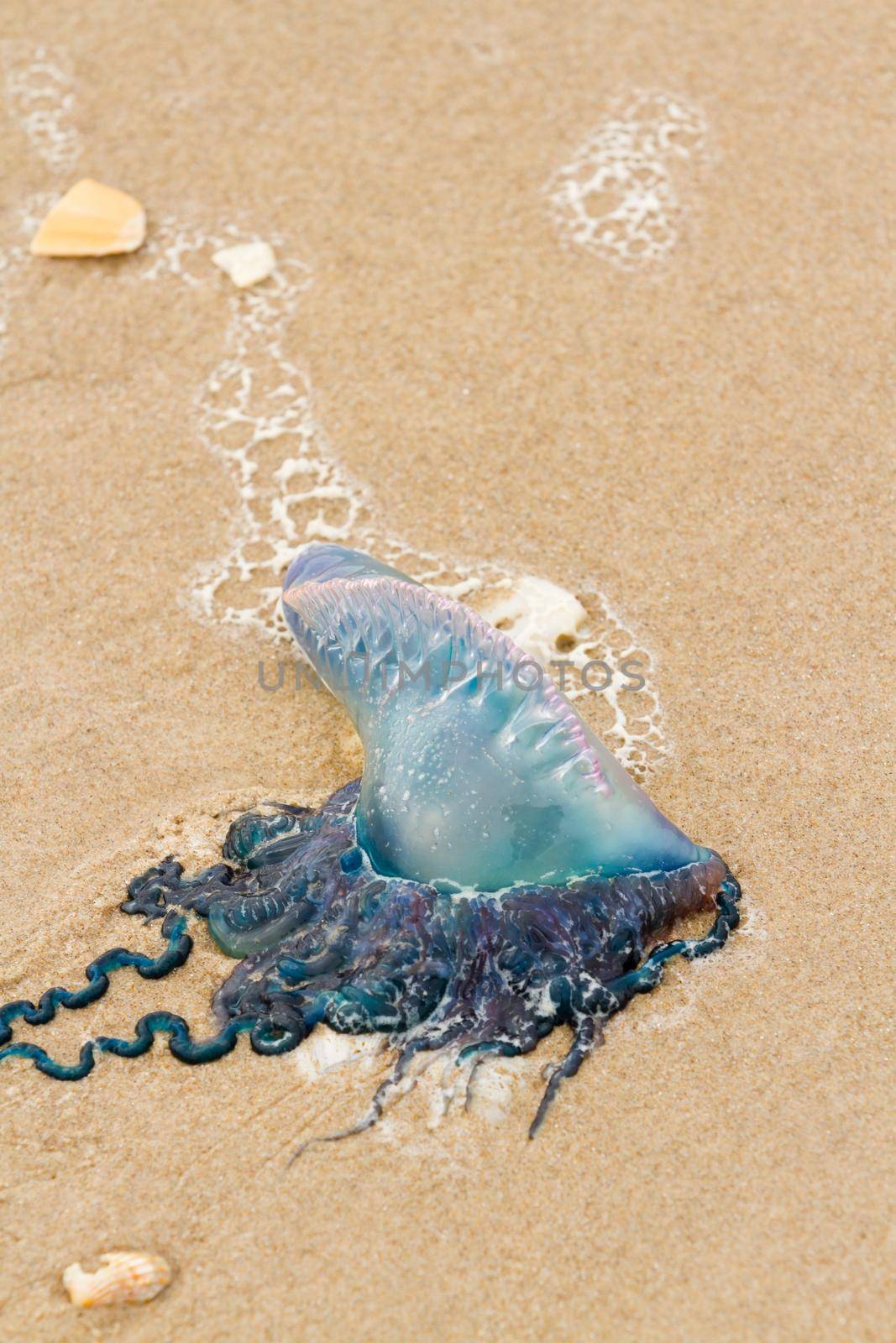 Portuguese Man O War Jellyfish on the beach of South Padre Island, TX.