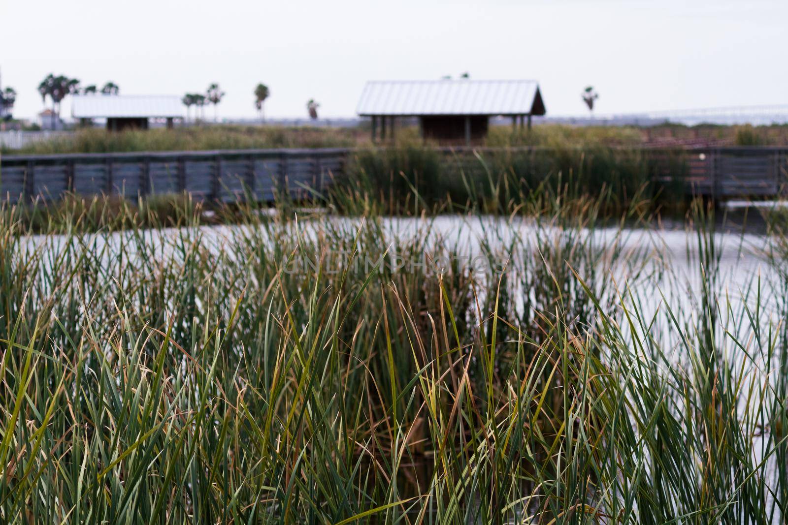 Bird blind on South Padre Island, TX.
