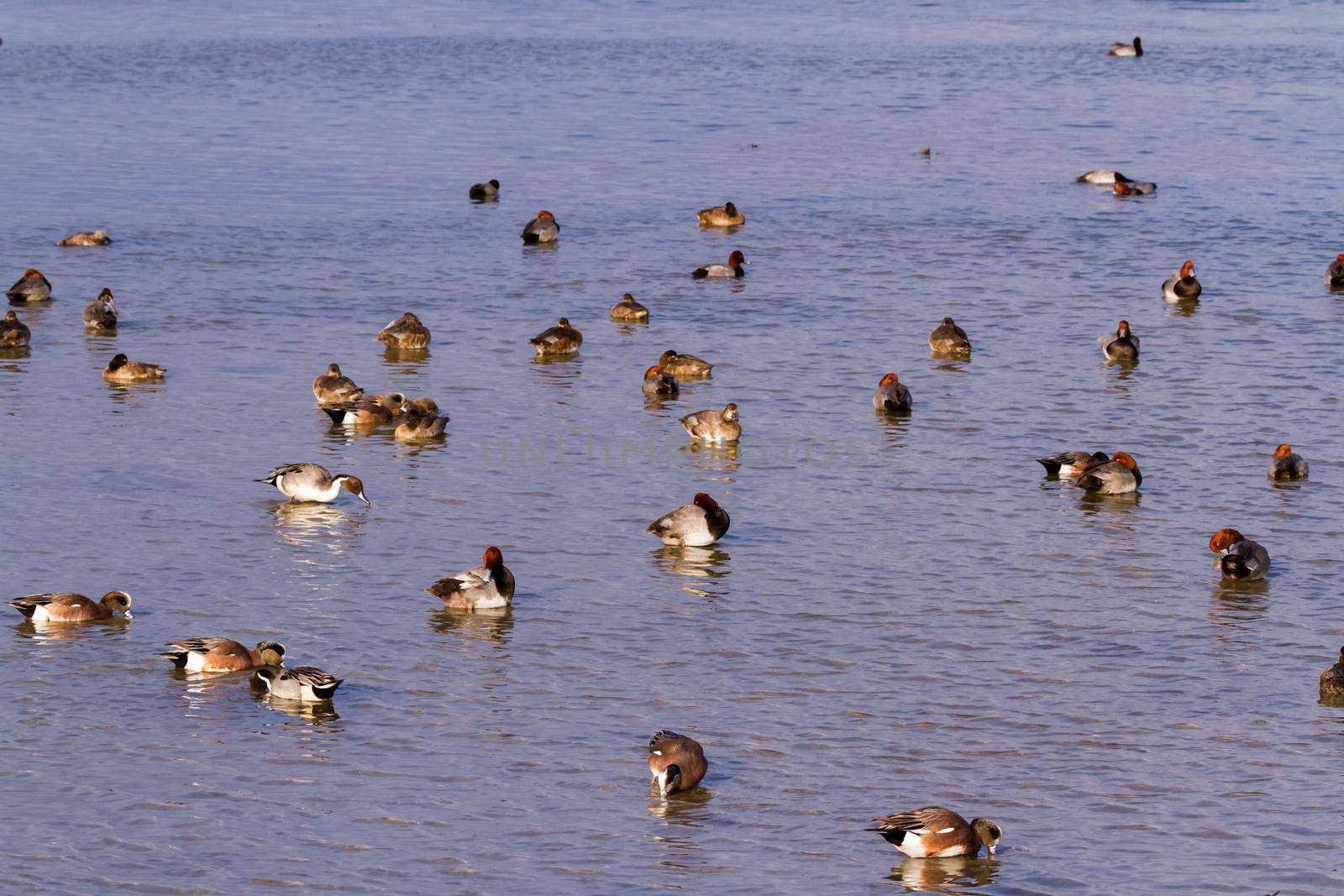 Redhead ducks in natural habitat on South Padre Island, TX.