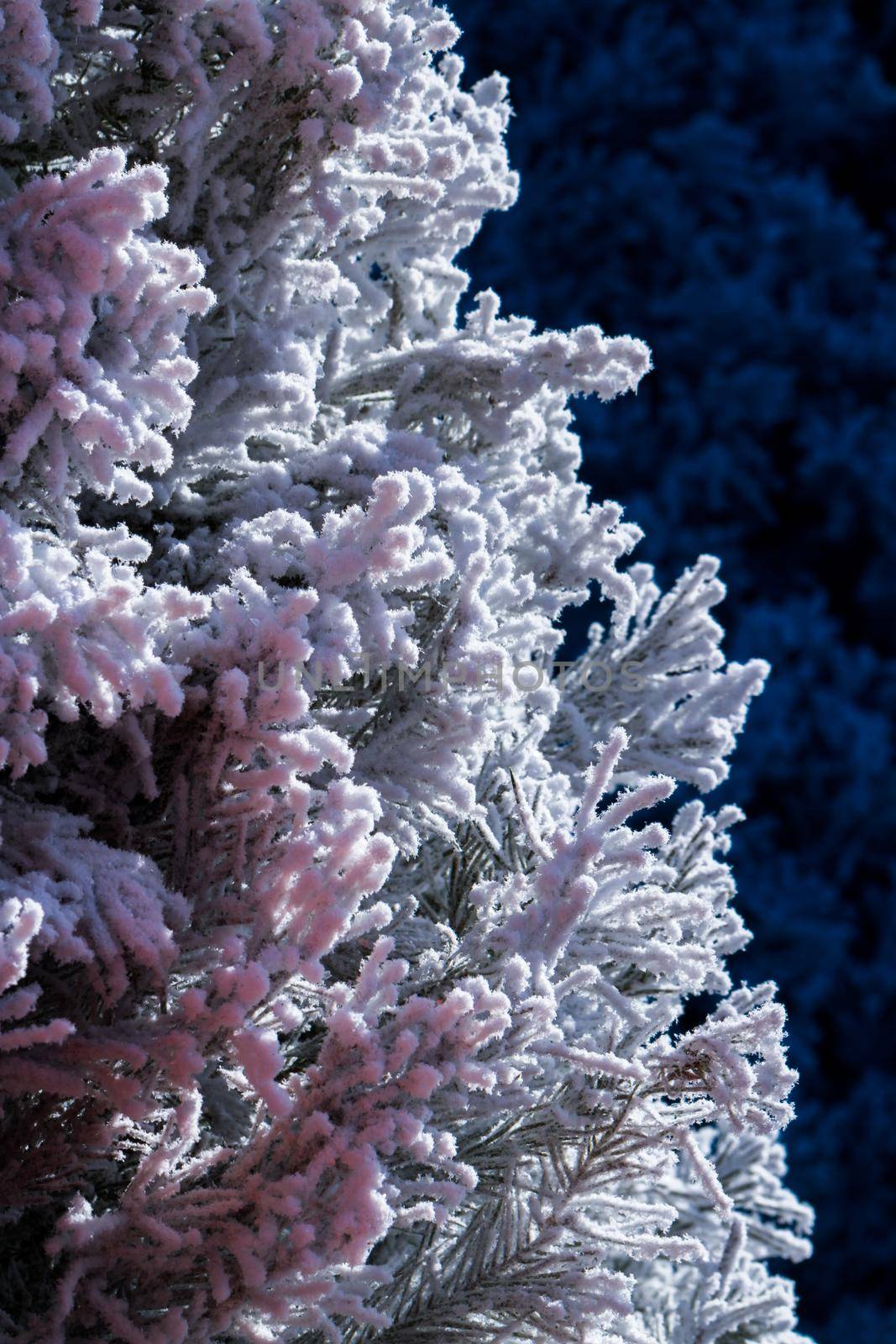 Flocked Christmas Tree with multi colors.