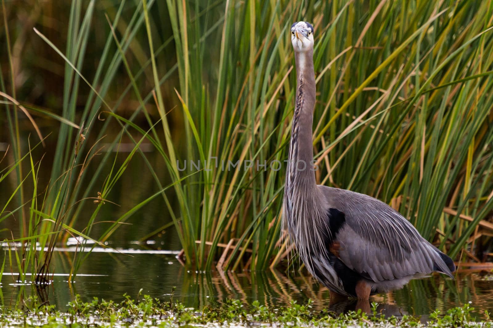 Great blue heron in natural habitat on South Padre Island, TX.