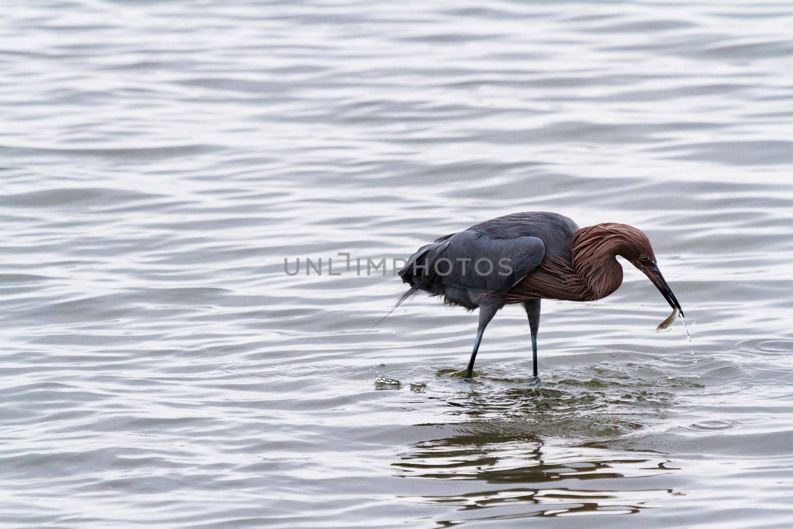 Raddish heron in native habitat on South Padre Island, TX.