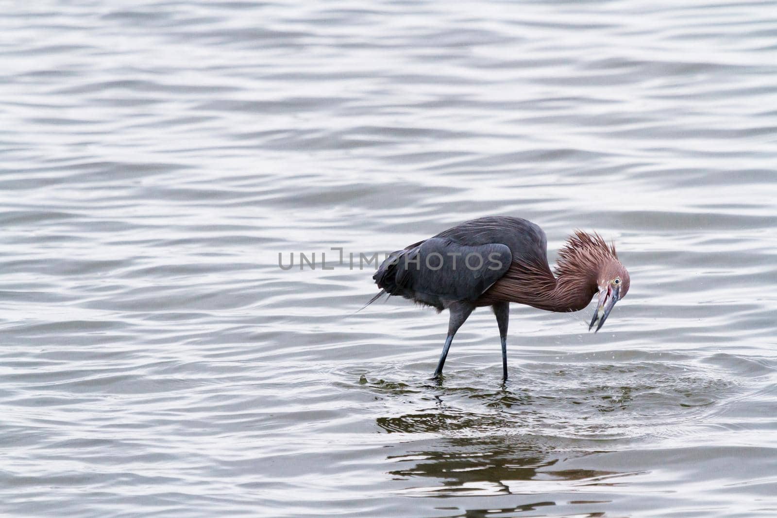 Raddish heron in native habitat on South Padre Island, TX.