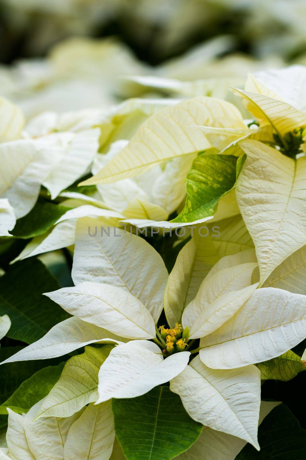 Bright poinsettias for the Christmas/holiday season.