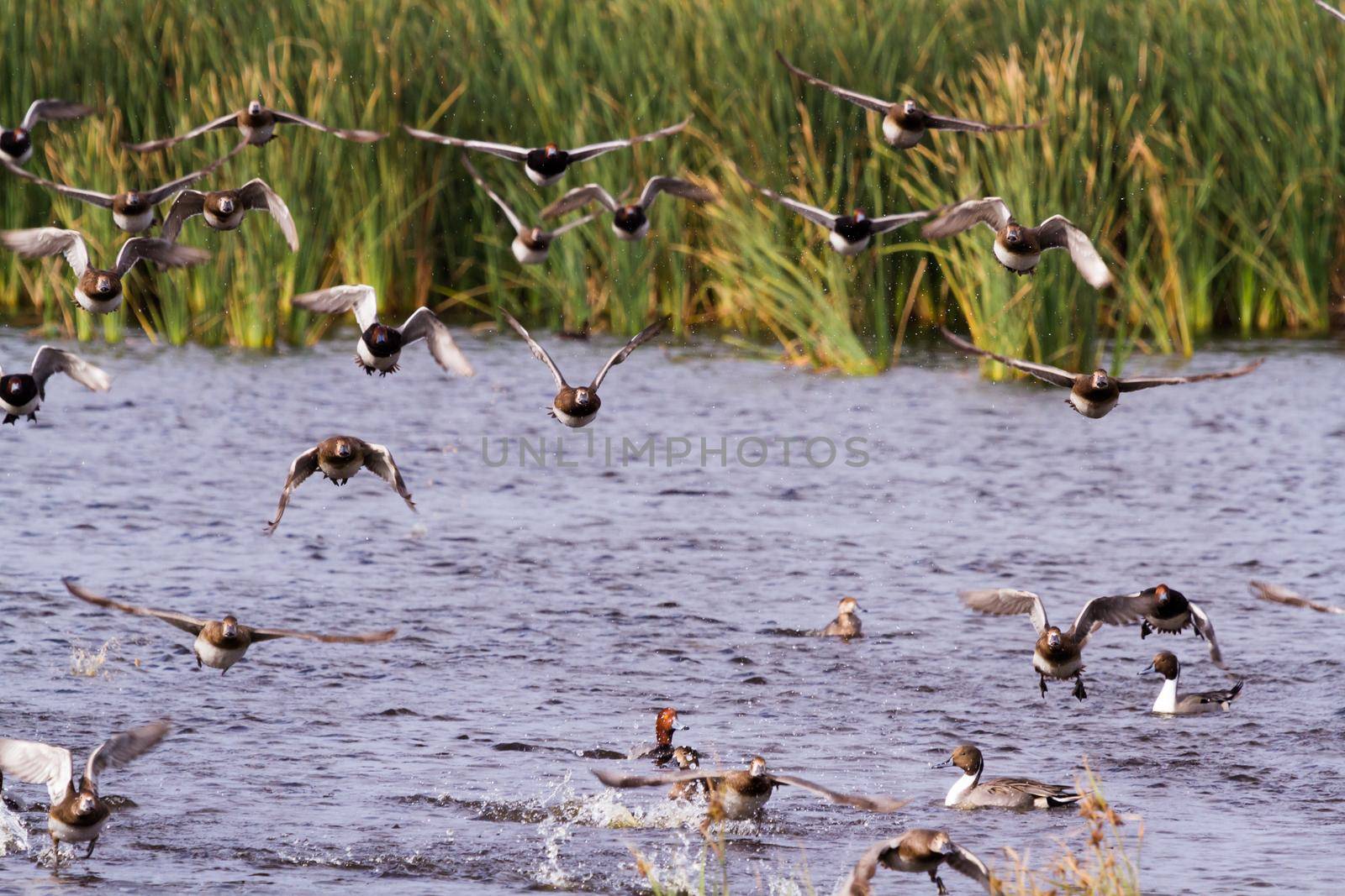 Redhead ducks in natural habitat on South Padre Island, TX.