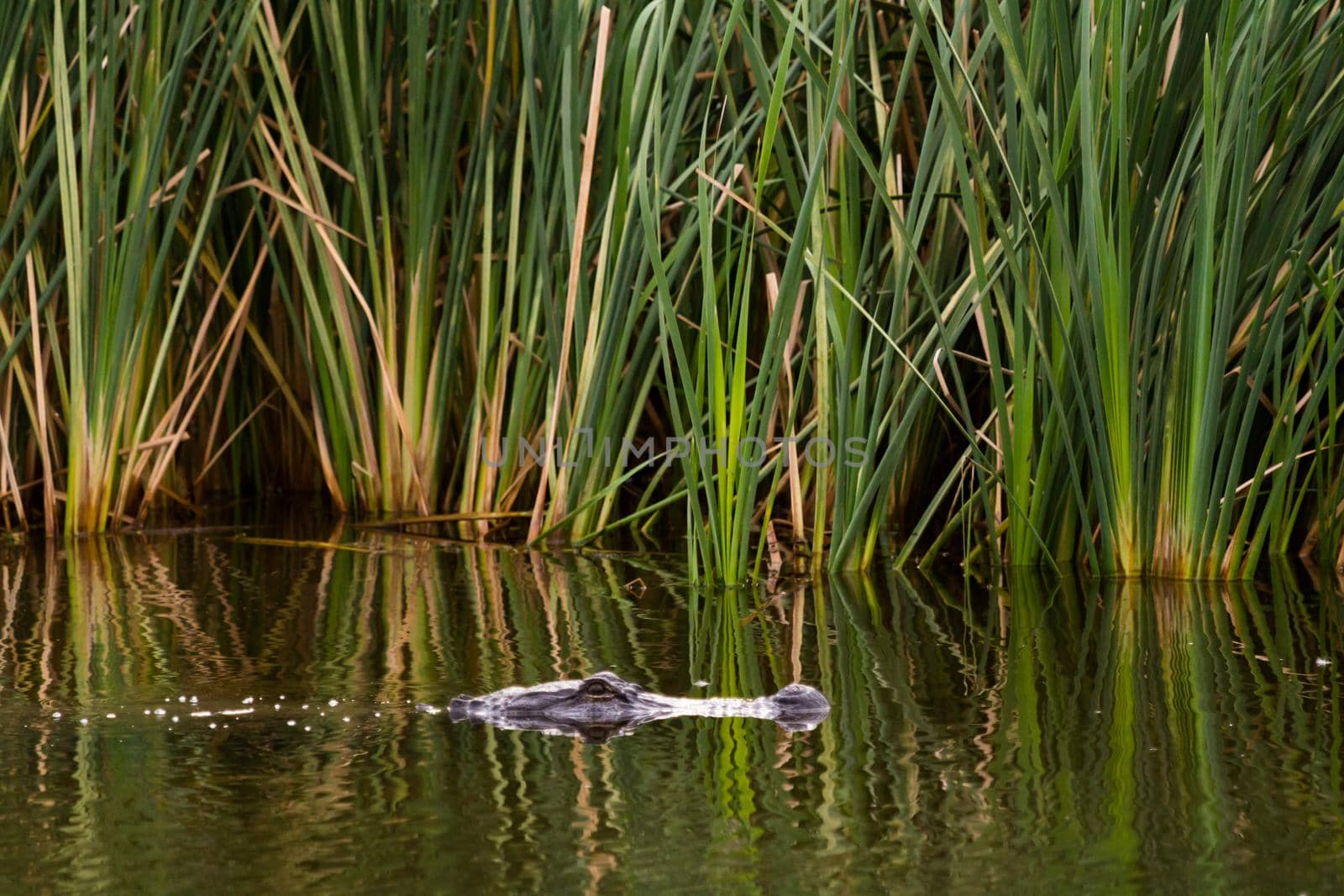 Alligator in natural habitat on South Padre Island, TX.