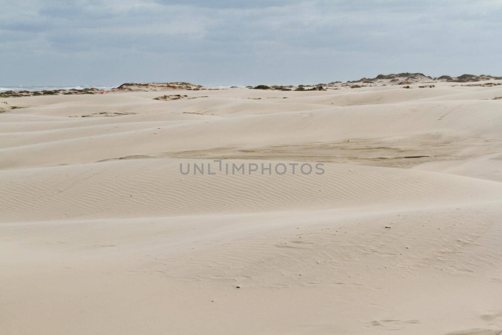 Coastal dunes of South Padre Island, TX.