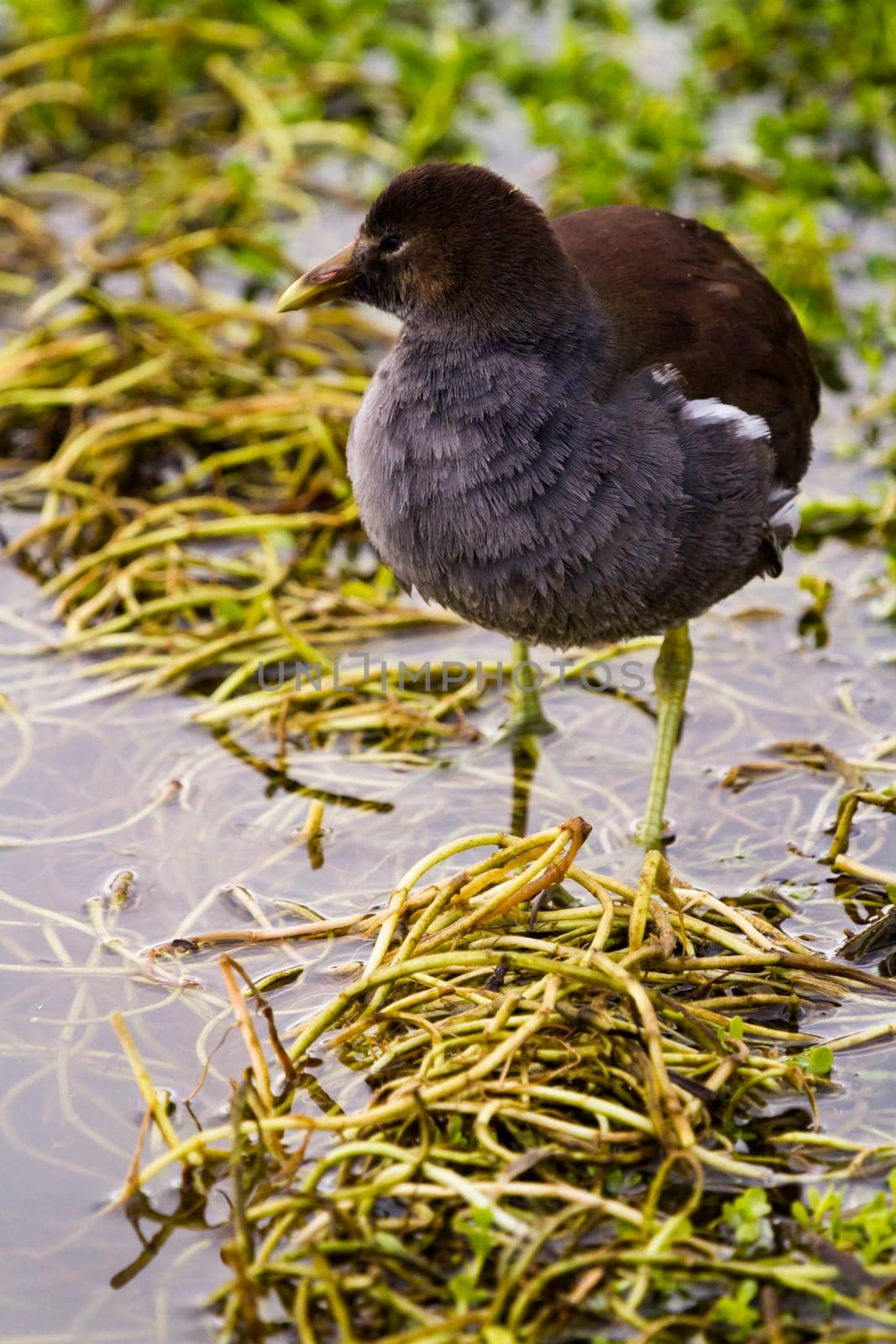 Common moorhen in natural habitat on South Padre Island, TX.