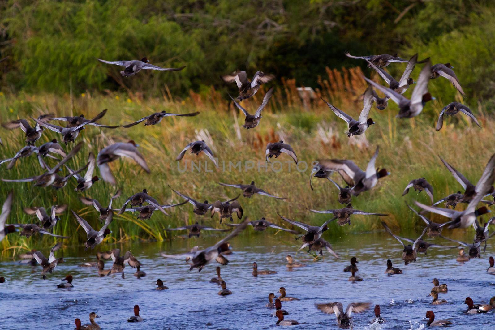Redhead ducks in natural habitat on South Padre Island, TX.