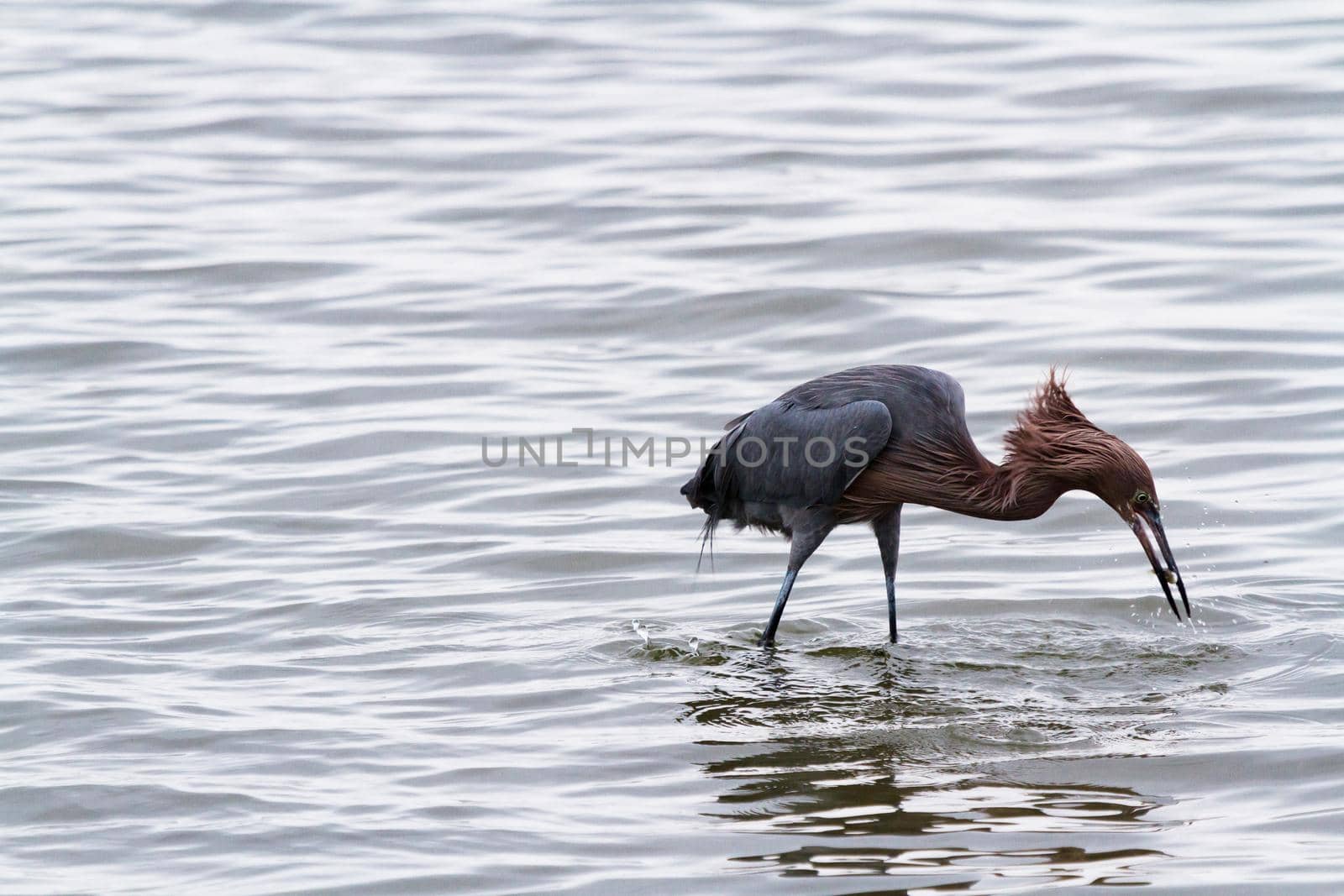 Raddish heron in native habitat on South Padre Island, TX.