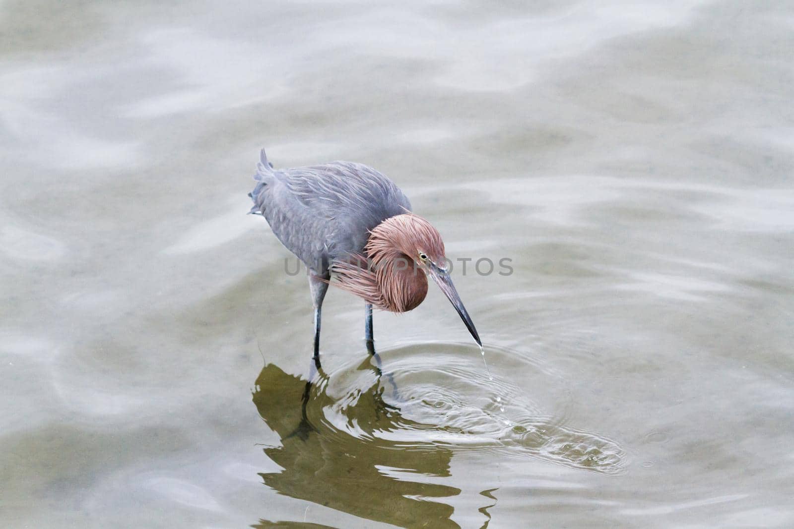 Raddish heron in native habitat on South Padre Island, TX.