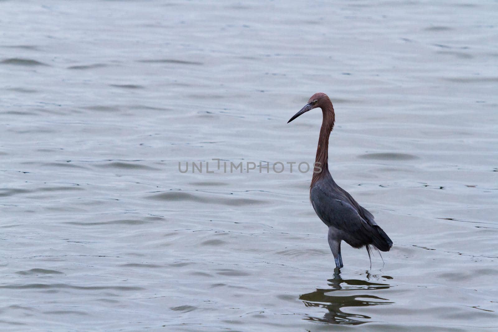 Raddish heron in native habitat on South Padre Island, TX.