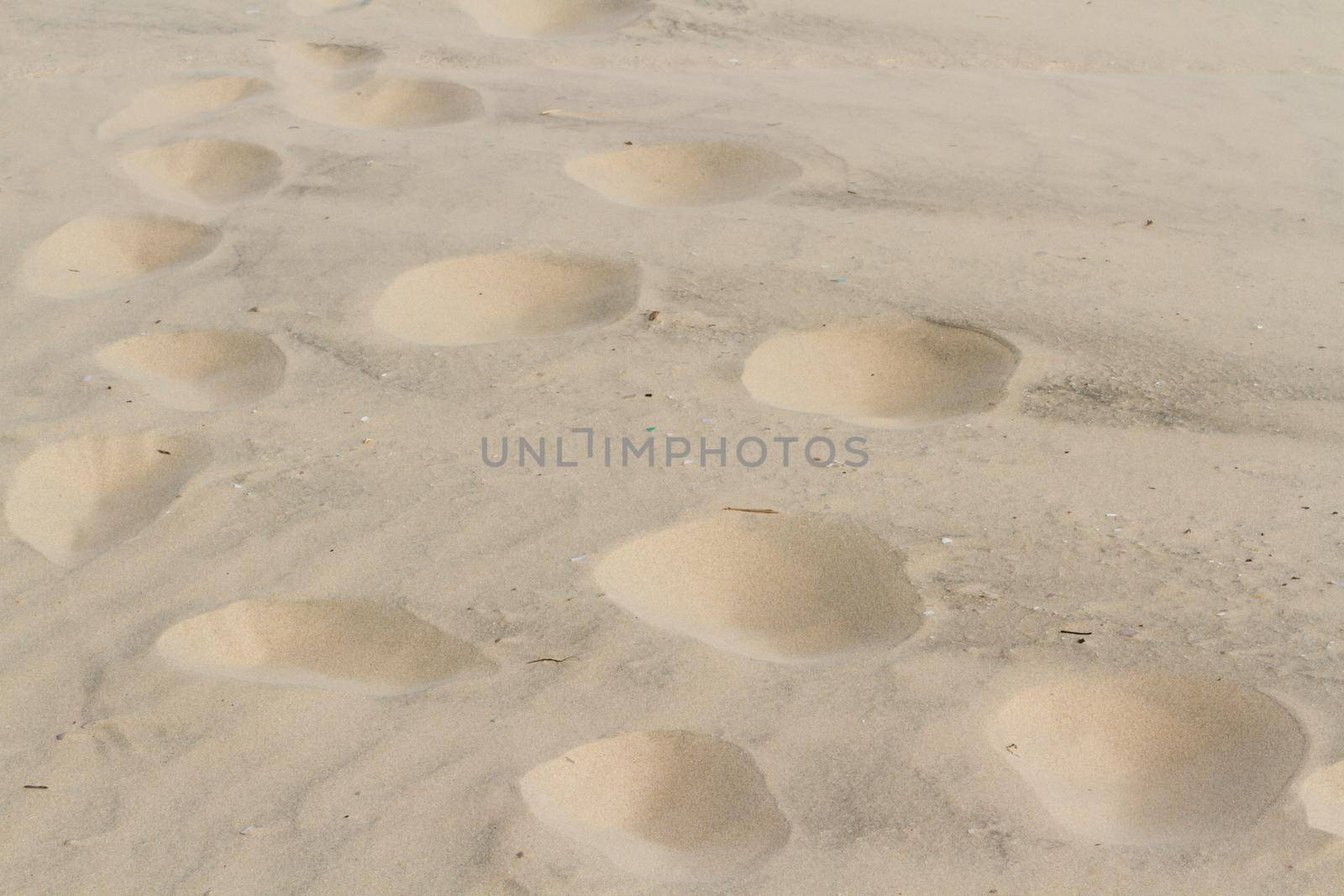 Footprints in sand of coastal dunes.