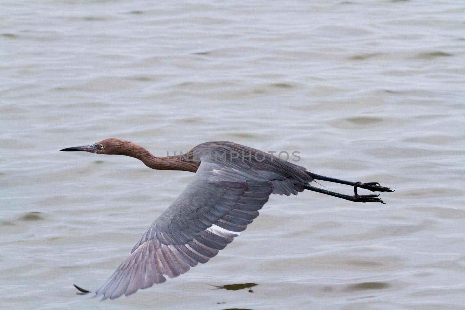 Raddish heron in native habitat on South Padre Island, TX.