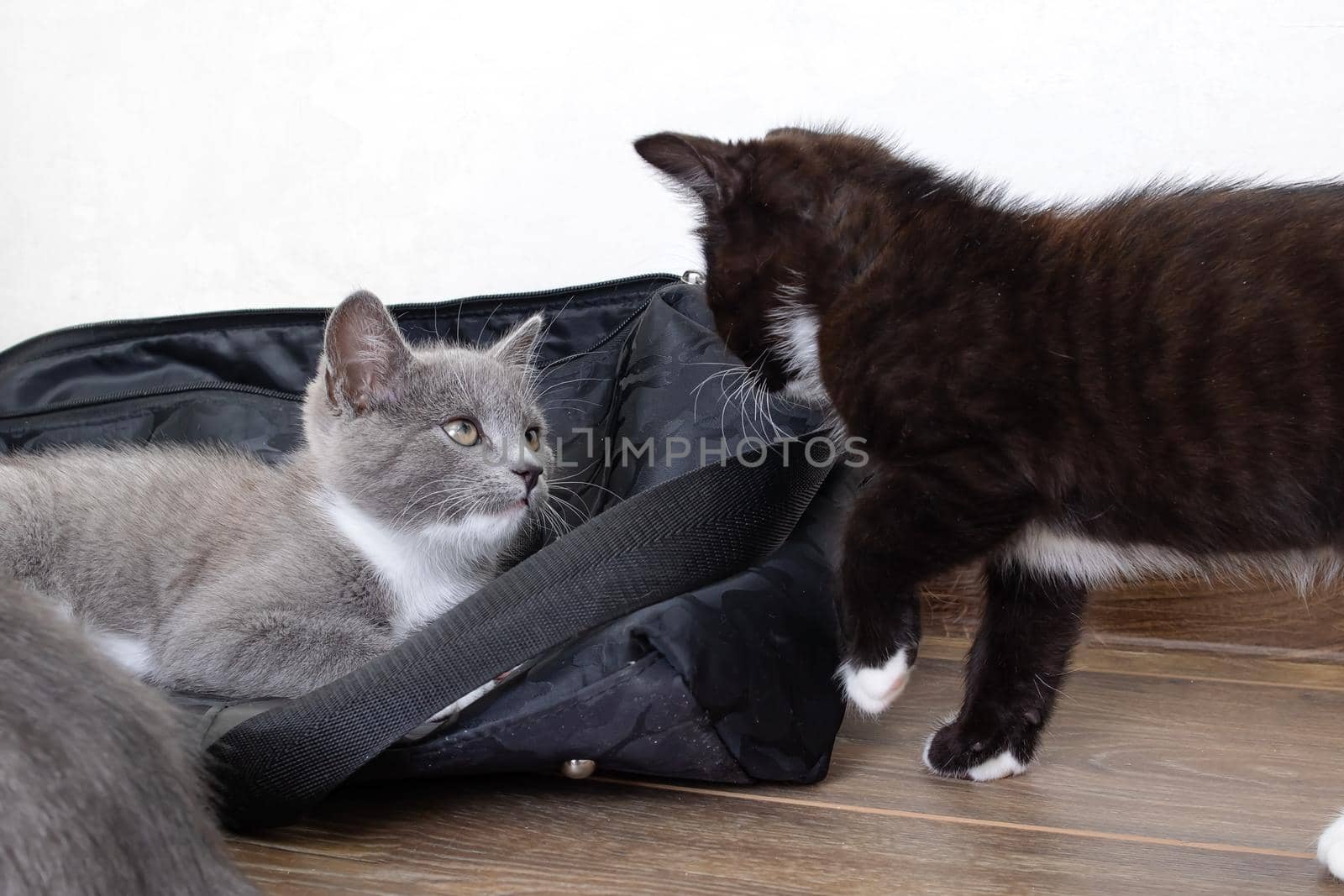 Grey and black kittens play in room close up