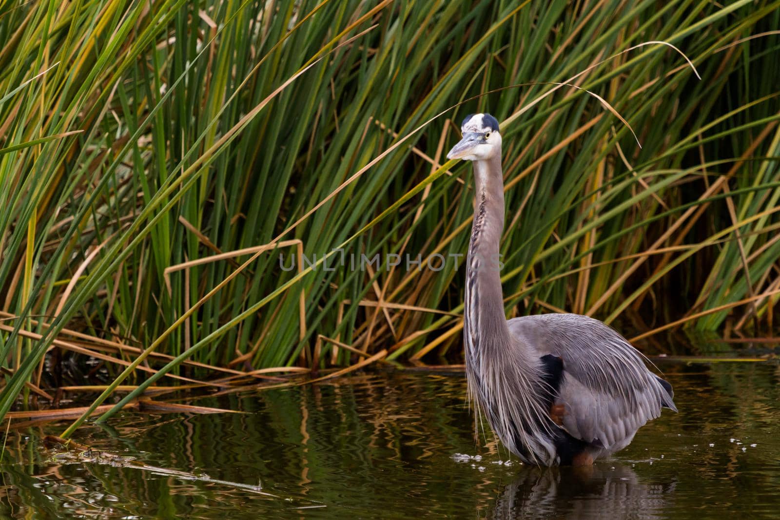 Great blue heron in natural habitat on South Padre Island, TX.