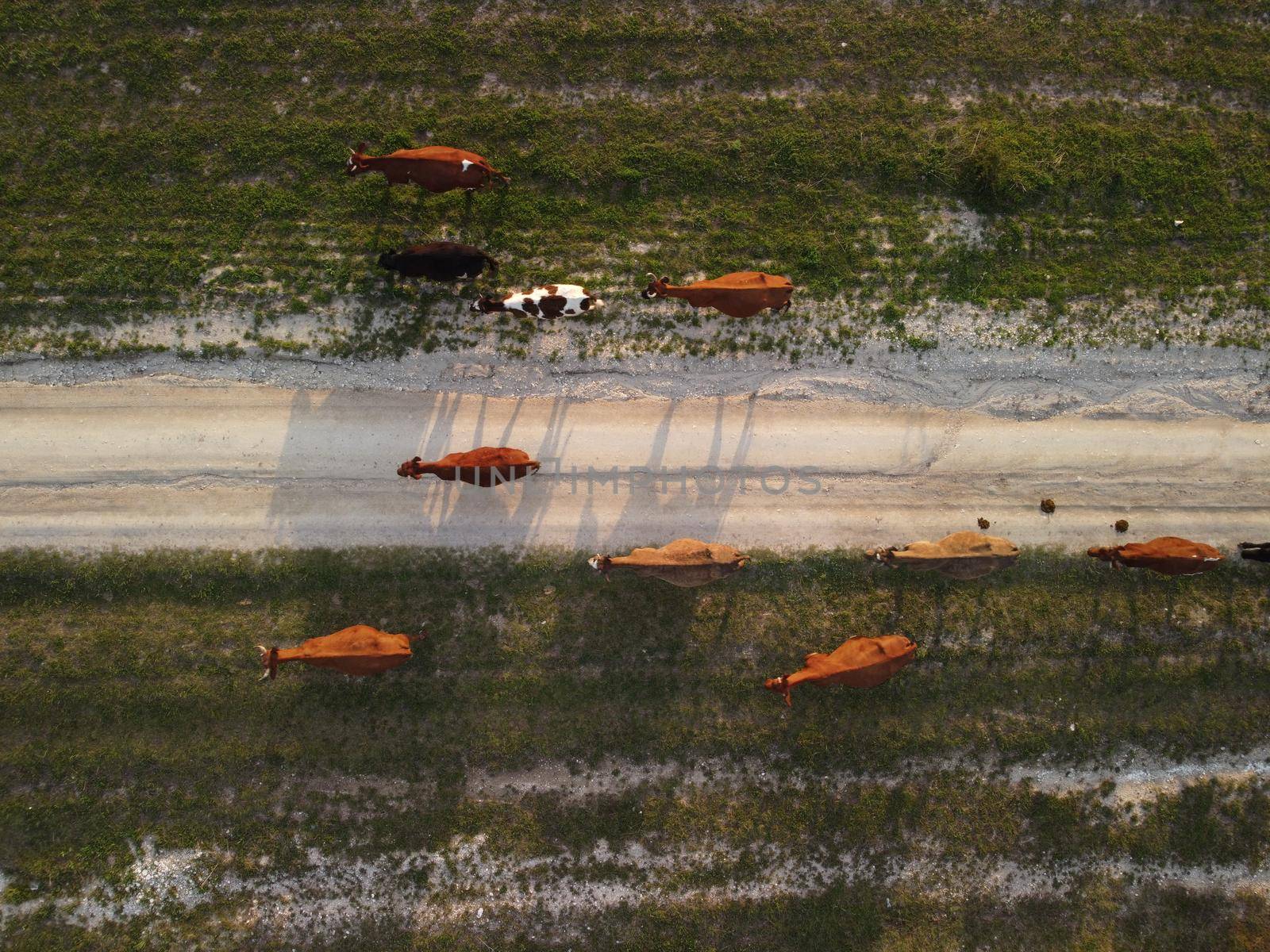 AERIAL: Flying over a small herd of cattle cows walking uniformly down farm road on the hill. Black, brown and spotted cows. Top down view of the countryside on a sping sunset. Idyllic rural landscape by panophotograph
