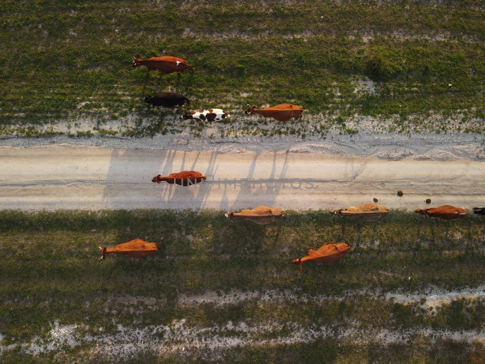 Flying over a small herd of cattle cows walking uniformly down farm road on the hill. Black, brown and spotted cows. Top down aerial view of the countryside on a sping sunset. Idyllic rural landscape