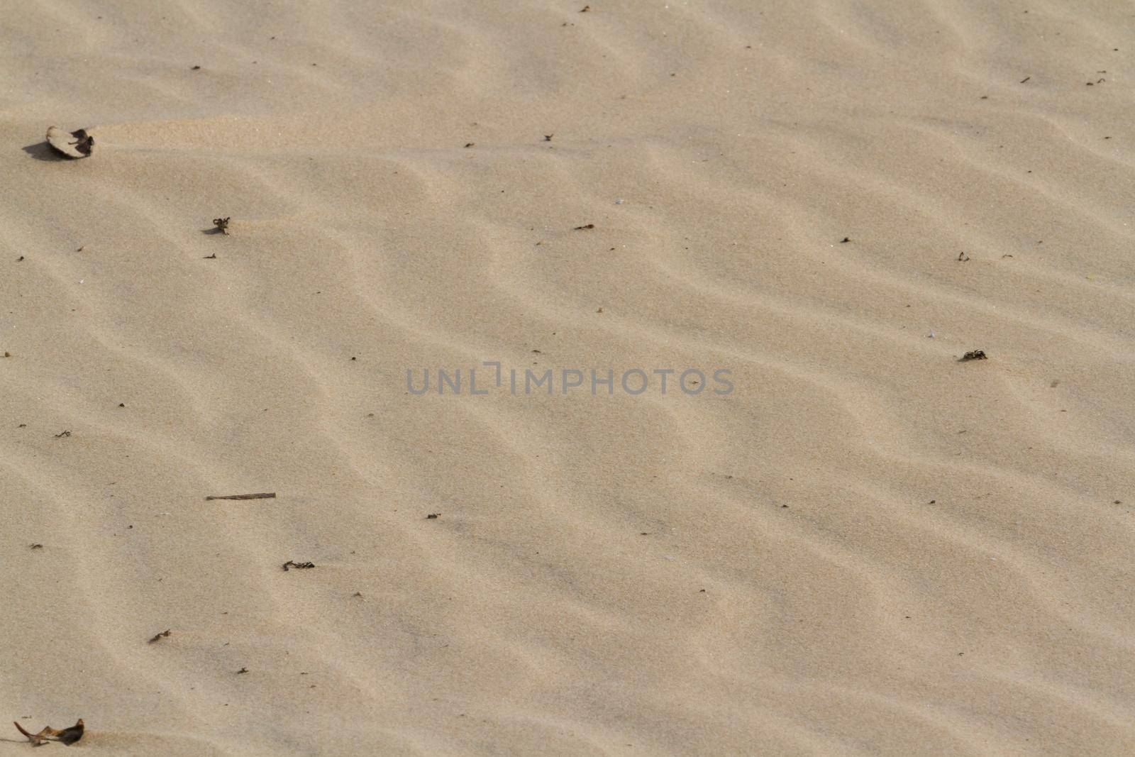 Patterns in the sand on South Padre Island, TX.