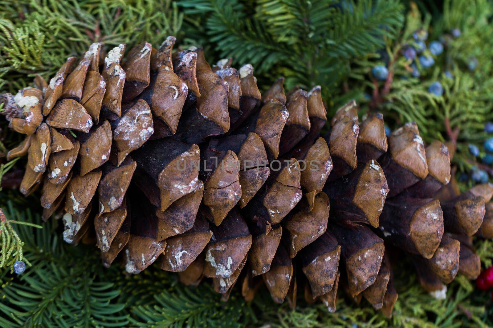 Pine cones on evergreen branches.