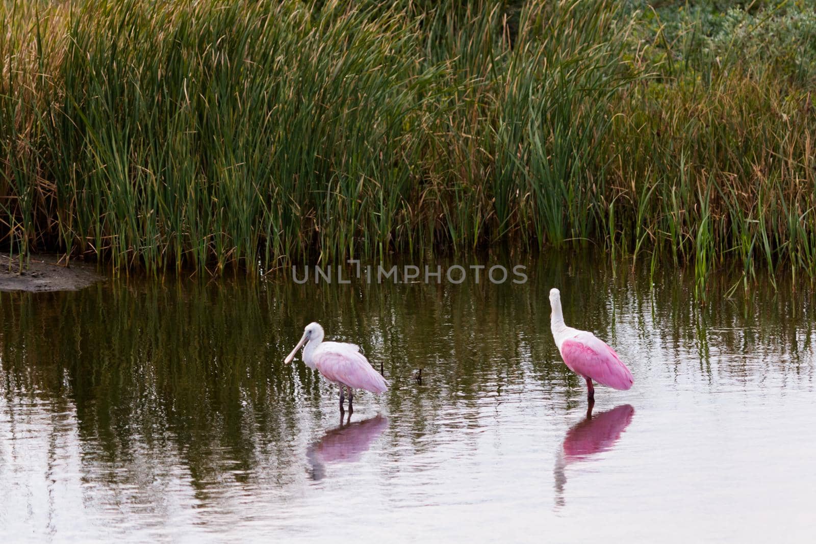 Roseate spoonhill in natural habitat on South Padre Island, TX.