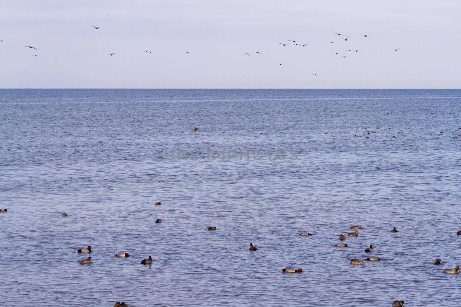 Redhead ducks in natural habitat on South Padre Island, TX.