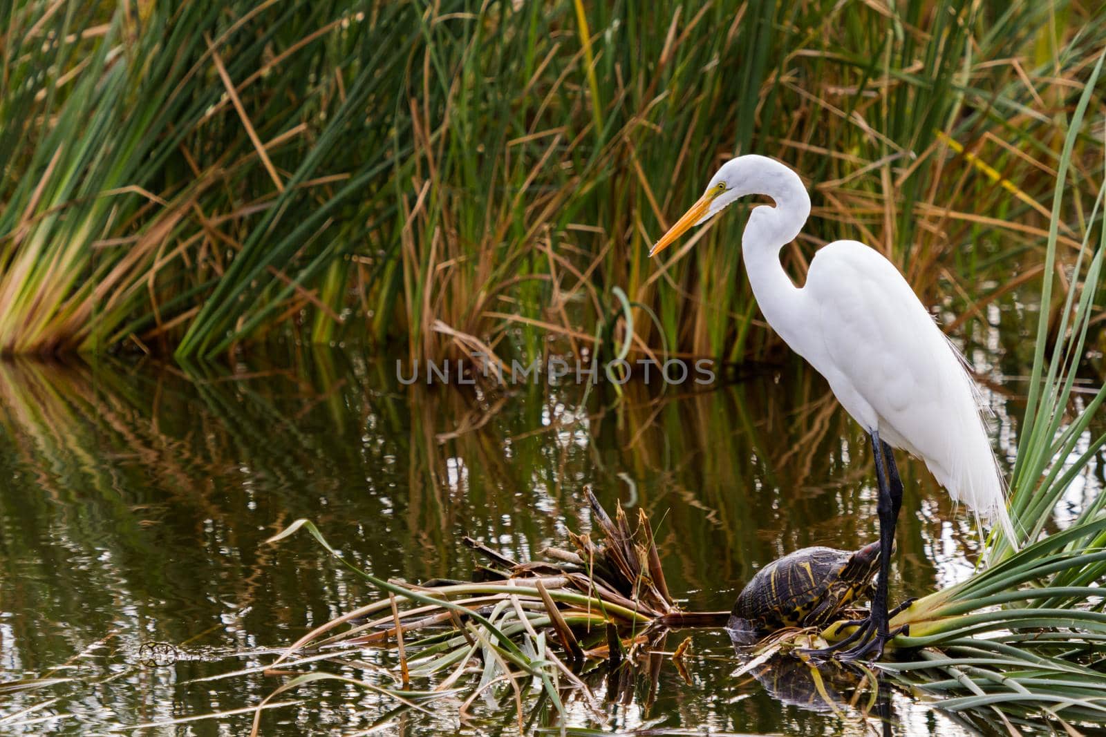 Snowy egret in natural habitat on South Padre Island, TX.