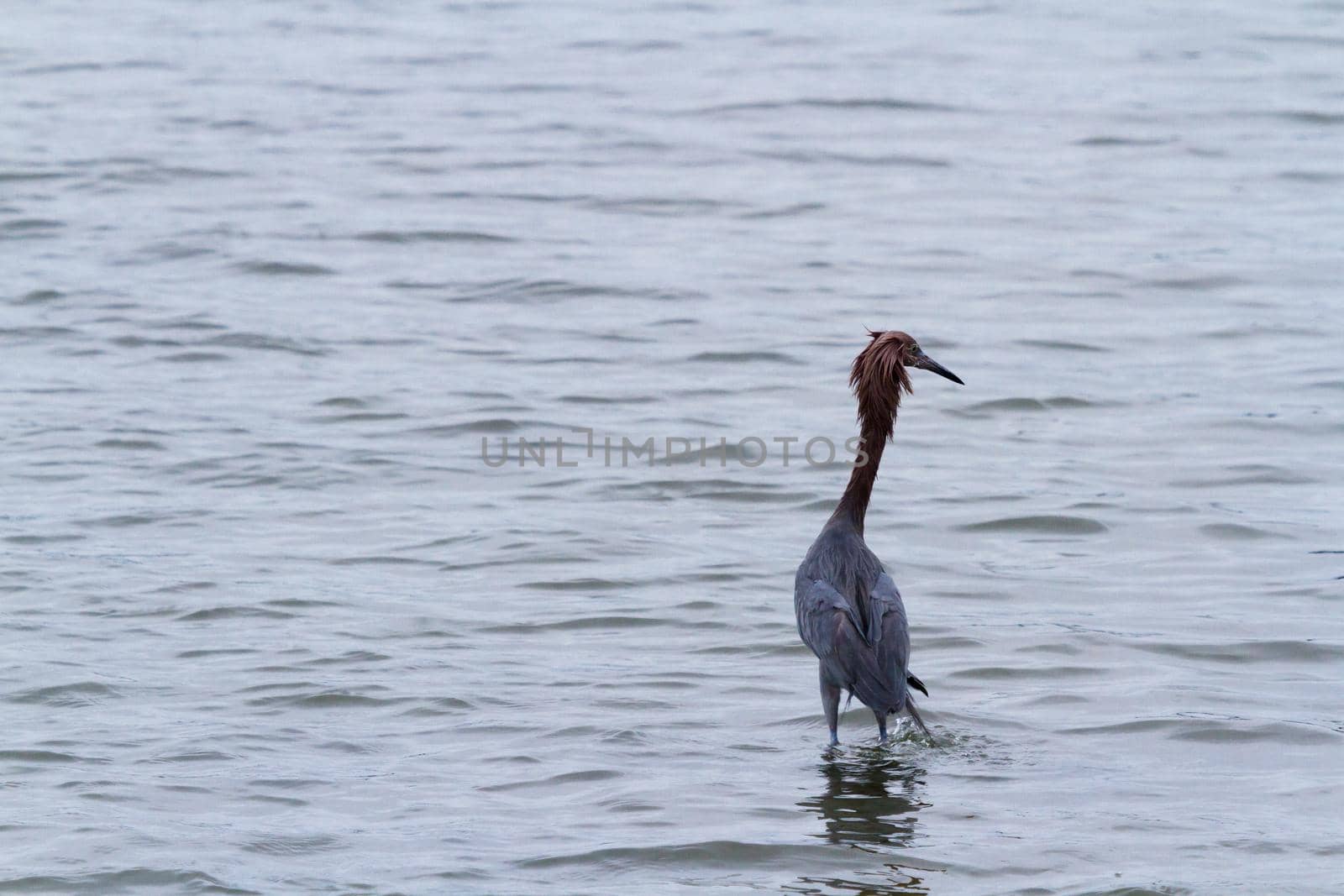 Raddish heron in native habitat on South Padre Island, TX.