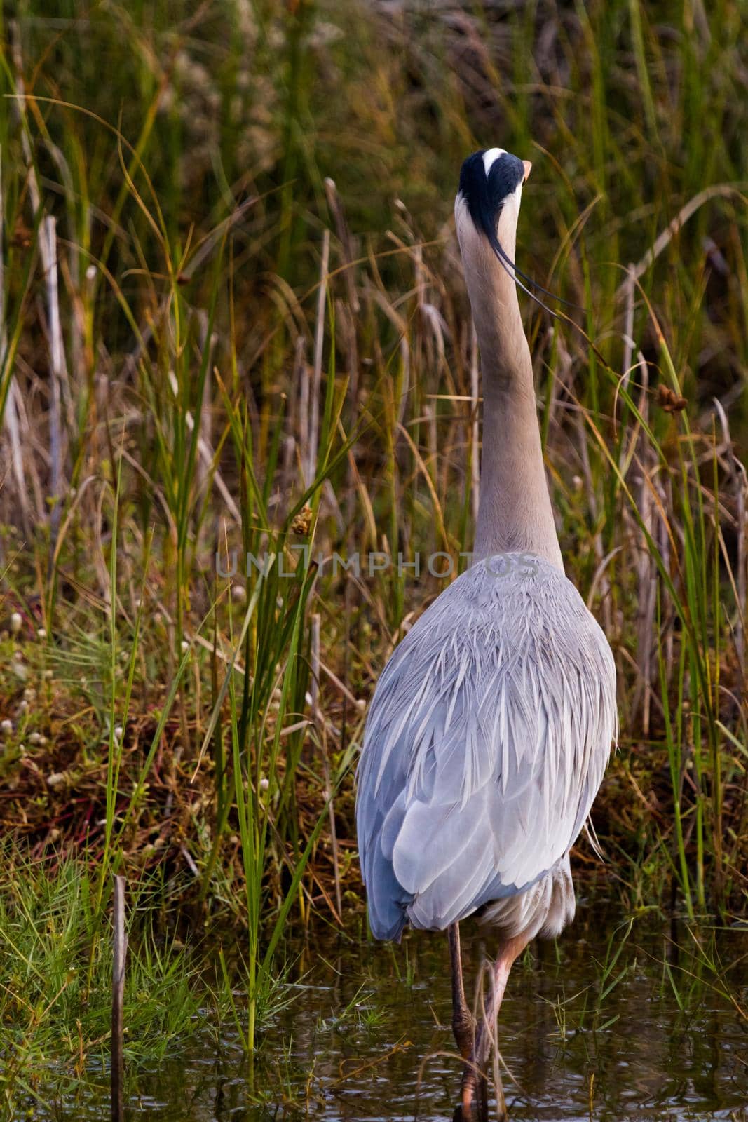 Great blue heron in natural habitat on South Padre Island, TX.