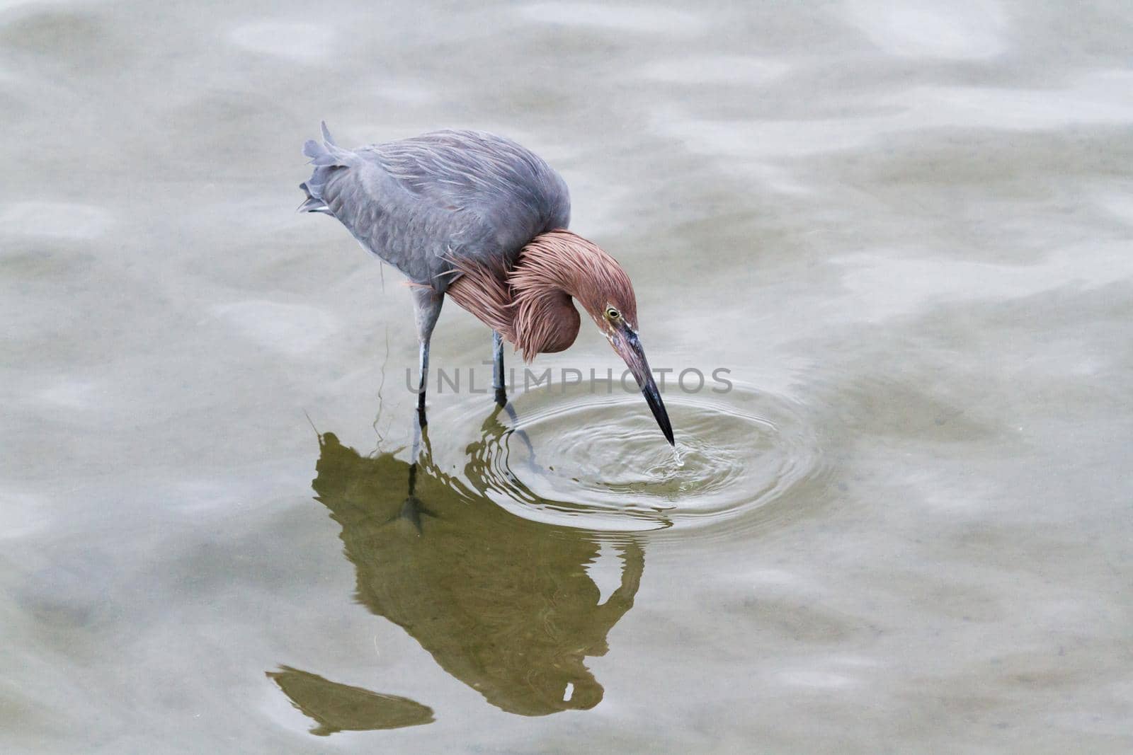 Raddish heron in native habitat on South Padre Island, TX.