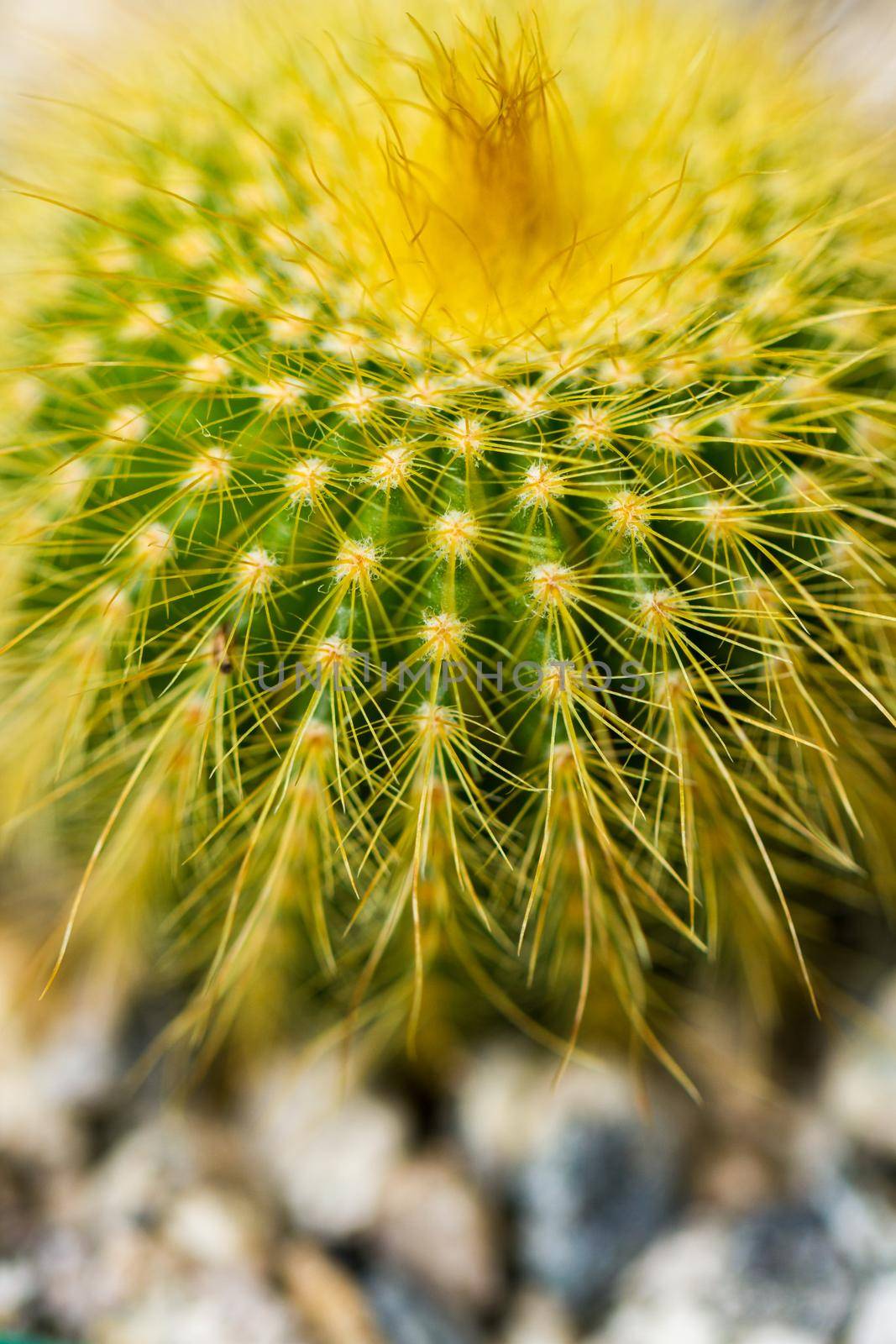 Close up of a small cactus. Most cacti live in habitats subject to at least some drought.