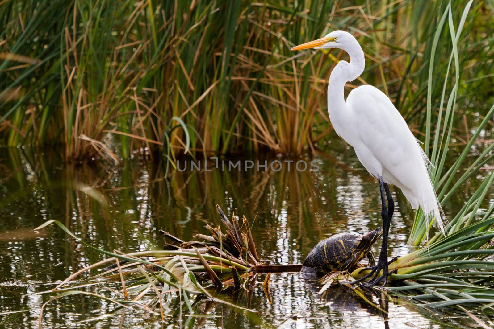 Snowy egret in natural habitat on South Padre Island, TX.