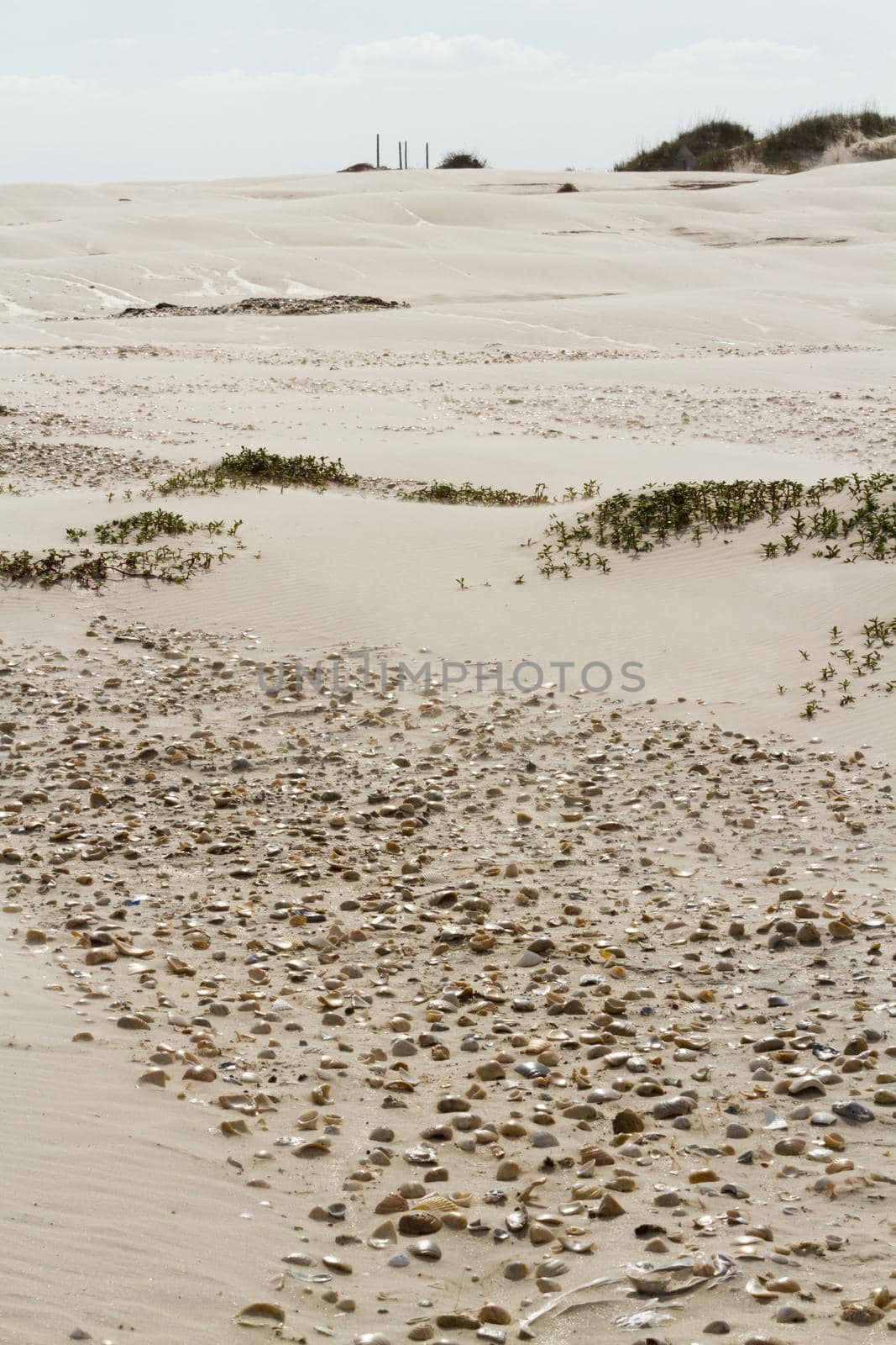 Coastal dunes of South Padre Island, TX.