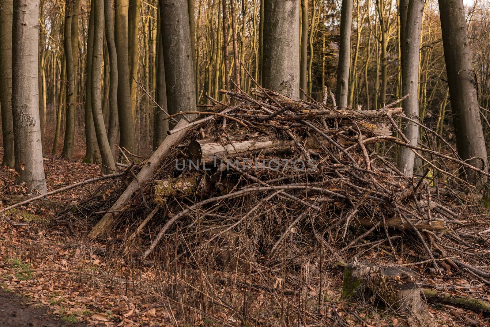 Branches and tree trunks are piled up on a pile of wood in the forest