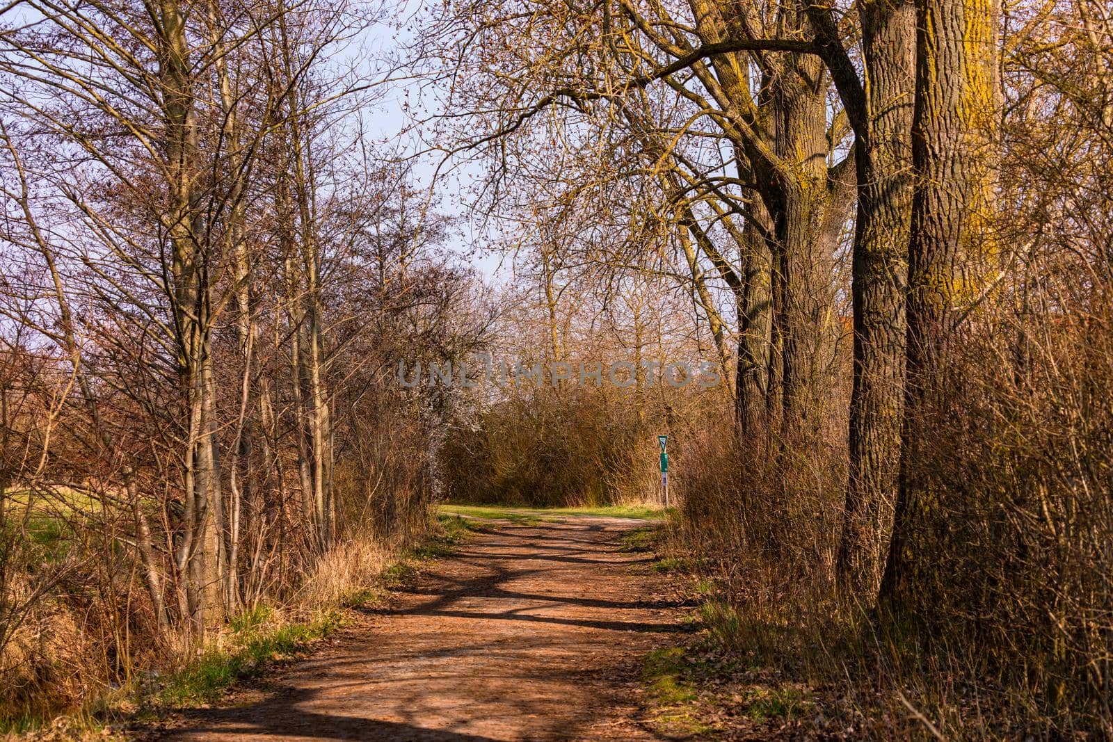 A forest path through a nature reserve between trees and bushes in rural Germany